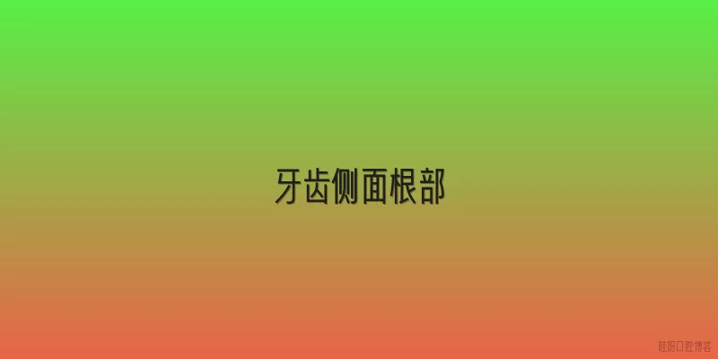 牙齿侧面根部