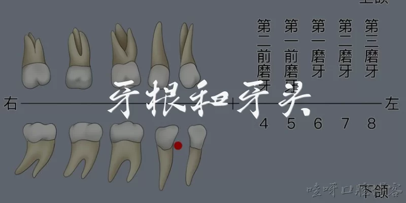 牙根和牙头:牙根和牙头分别指牙齿的哪些部分？